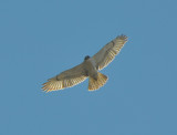 Juvenile Light Morph Ferruginous Hawk