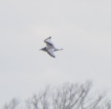 Black-legged Kittiwake, 1st Cycle