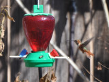 Male Allens Hummingbird