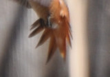 Male Allens Hummingbird Tail Spread
