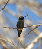 Male Annas Hummingbird