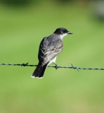 Eastern Kingbird