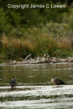 Spectacled Duck