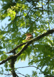 Black-capped Piprites