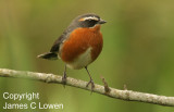Black-and-rufous Warbling-finch