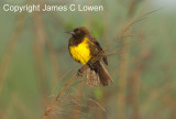 Brown-and-yellow Marshbird