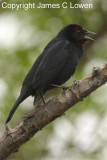 *Chestnut-capped Blackbird