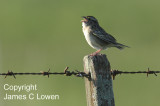 Grassland Sparrow