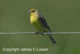 Grassland Yellow-finch