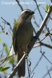 Green-winged Saltator