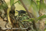 Masked Gnatcatcher