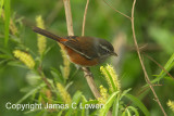 Grey-throated Warbling-finch