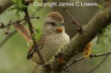 Short-billed Canastero