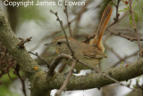 Short-billed Canastero