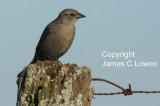 Shiny Cowbird