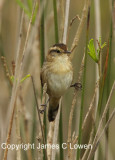 Wren-like Rushbird