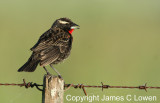 White-browed Blackbird