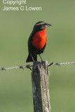 White-browed Blackbird