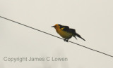 Saffron-cowled Blackbird