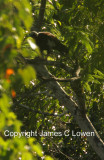 *NEW* Black-fronted Piping-guan