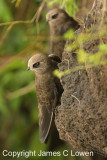 Great Dusky Swift