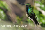 Black-throated Mango