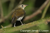 Southern Antpipit