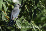 Sayaca Tanager