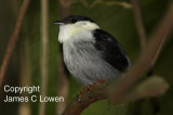 White-bearded Manakin