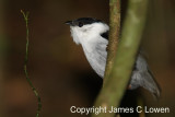 White-bearded Manakin