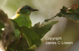 *NEW* Blue Dacnis