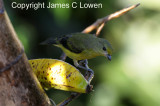 Violaceous Euphonia