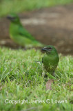 Swallow-Tanager