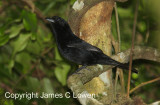 Ruby-crowned tanager