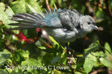 Sayaca Tanager