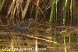 Austral Rail