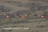 Chilean Flamingo