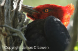 Magellanic Woodpecker