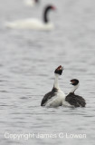 Hooded Grebe