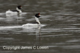 Hooded Grebe