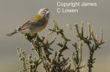 Grey-hooded Sierra-finch