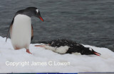 *NEW* Gentoo Penguin mourning