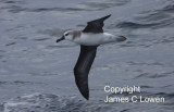 Grey-headed Albatross