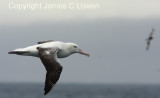 Southern Royal Albatross