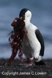 Antarctic Shag