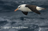 Black-browed Albatross