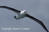 Black-browed Albatross