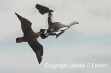Chilean Skua chasing Upland Goose