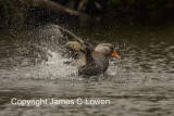 Flying Steamer-duck