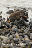 Dark-bellied Cinclodes